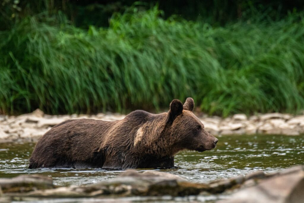 niedźwiedź w Bieszczadach